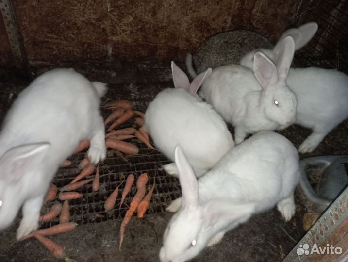 Кролики породы фландр ризен