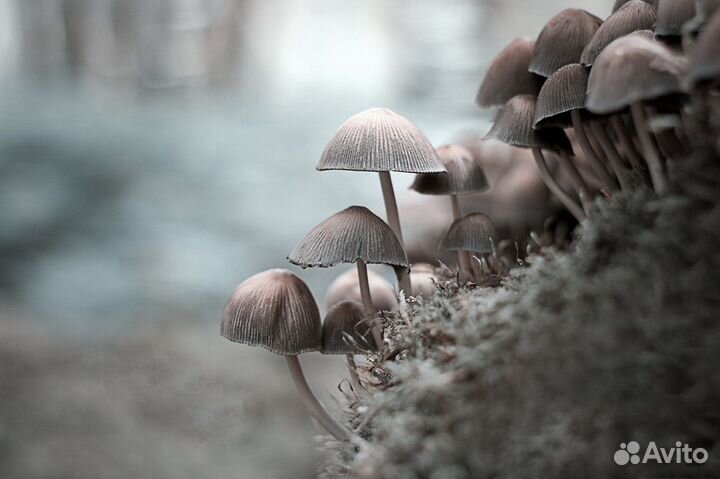 Гелиос-44М-6 мс 2/58 для Canon EOS