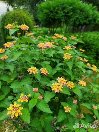 Пеларгония герань,бегония,лантана и др. растения