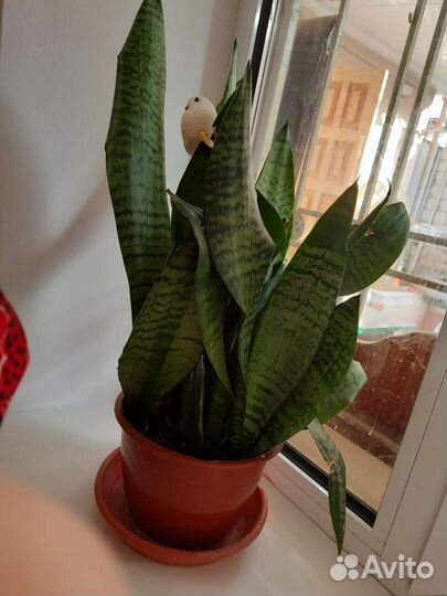 Сансевиерия