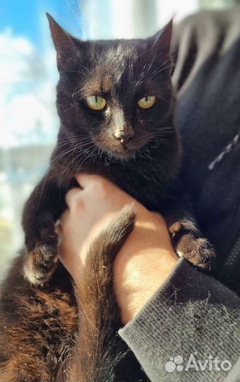 Черный котенок в хорошие руки