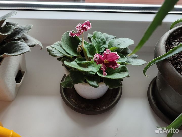 Фиалка в горшках