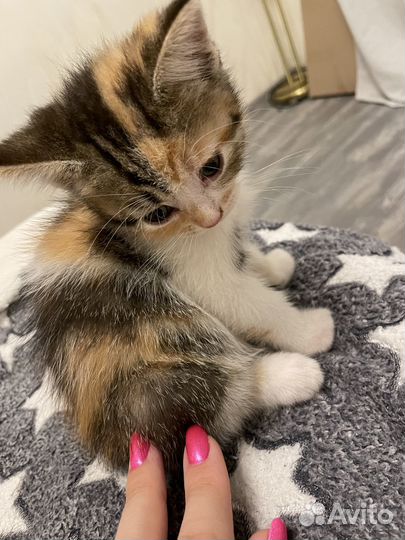 Котята трехцветные в добрые руки