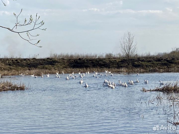 Инкубационное яйцо гусиное