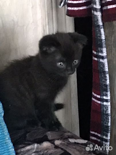 Вислоухие котята в добрые руки