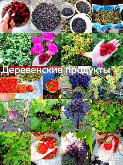 Компот.Варенье.Консервация