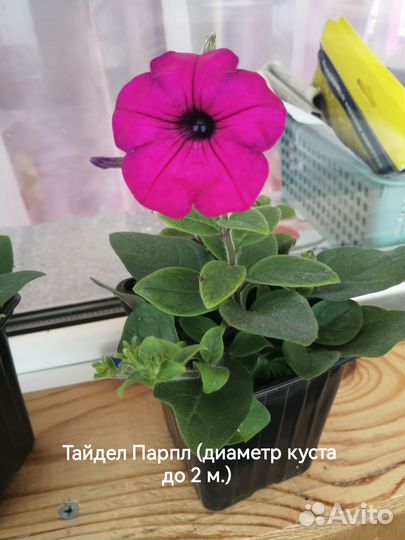 Рассада ампельной петунии