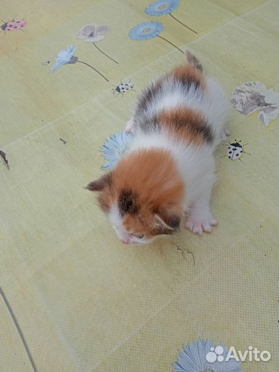 Котятки