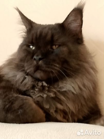 Кот на вязку