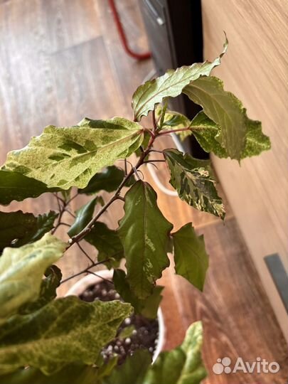 Гибискус вариегатный сортовой