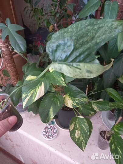 Эпипрениум минт новый сорт, похож на т02