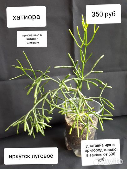 Алоказия розовый дракон