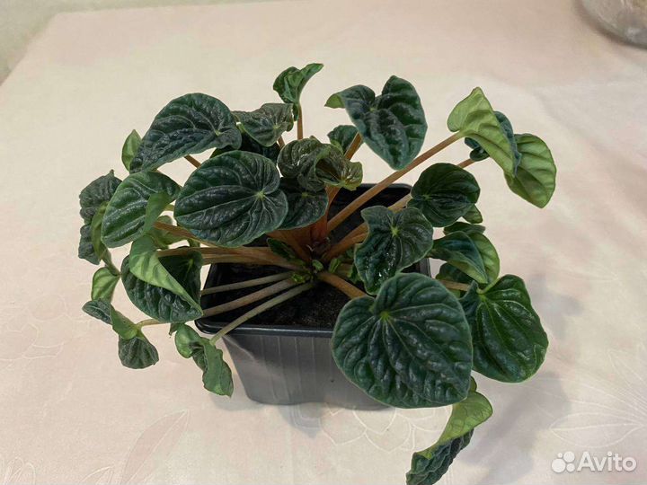 Пеперомия сморщенная