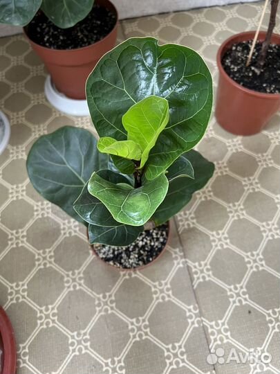 Фикус лирата бамбино