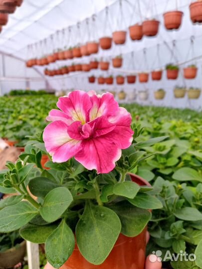 Рассада однолетних цветов