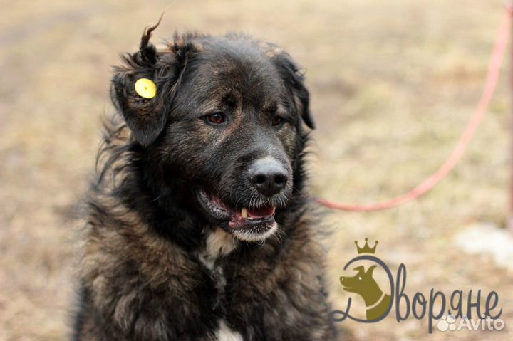 Отличная собака на охрану Барон