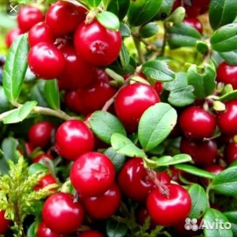 Брусника свежая