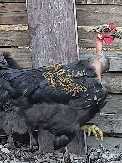 Петухи голошеи