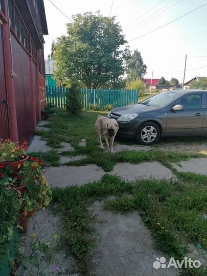 Алабай