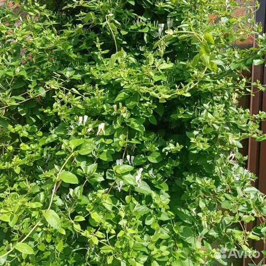 Жимолость каприфоль