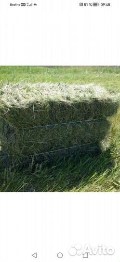 Сено в кипах