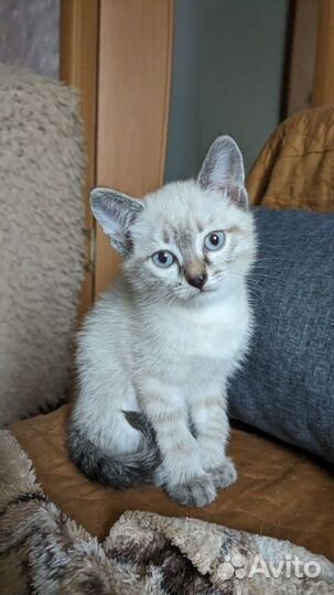 Отдадим котенка в добрые руки