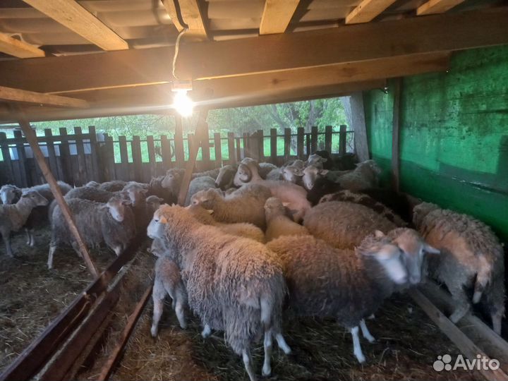 Овцы и бараны