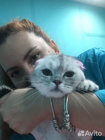 Профессиональная стрижка собак без наркоза