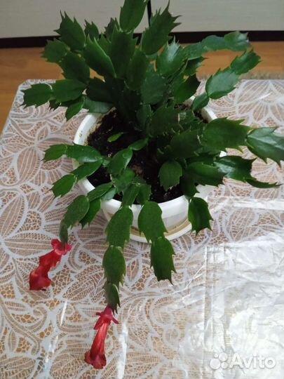 Цветок декабрист