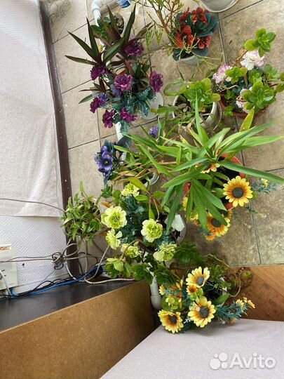 Комнатные цветы