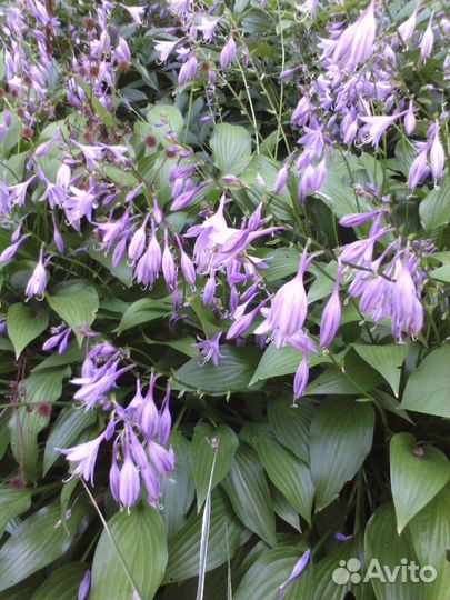 Хоста папоротник спирея, дев виноград, колокольчик