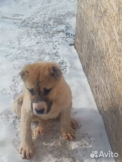 Собака алабайчики