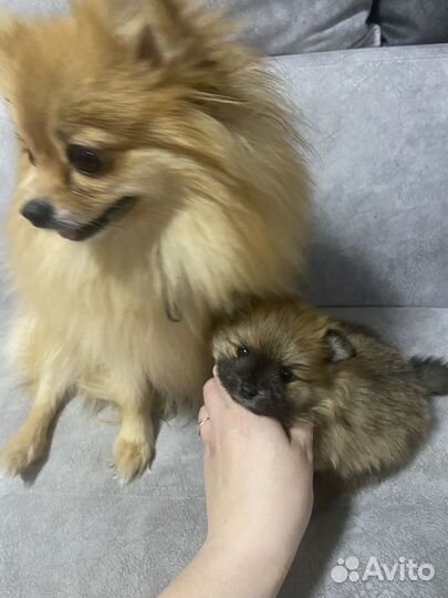 Щенок шпица