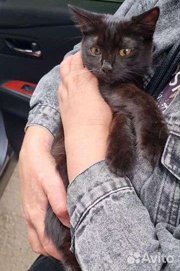 Красотка Ева