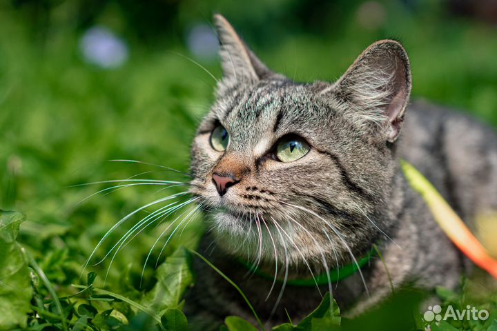 Ищет дом кошечка