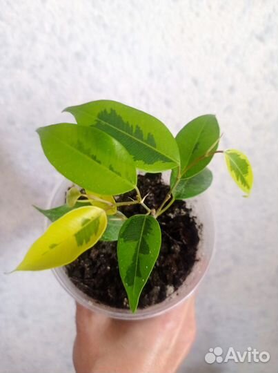 Фикус бенджамина Регидан