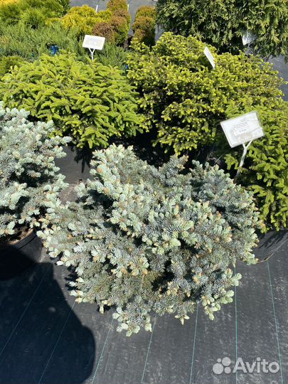 Ель колбчая glauca globosa