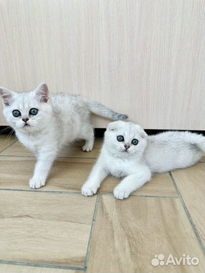 Шиншилловые девочки