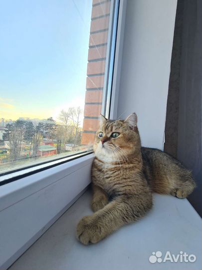 Британская золотая шиншилла вязка