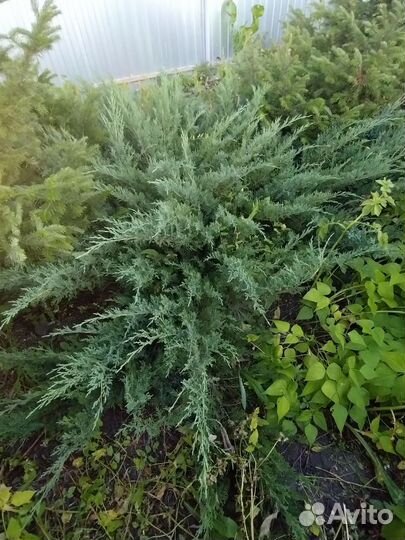 Можжевельник Казацкий