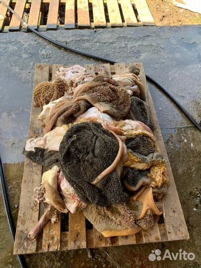 Корма для животных