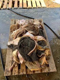 Корма для животных