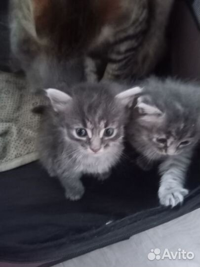 Котята майкун метисы