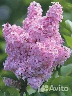 Сирень рассада