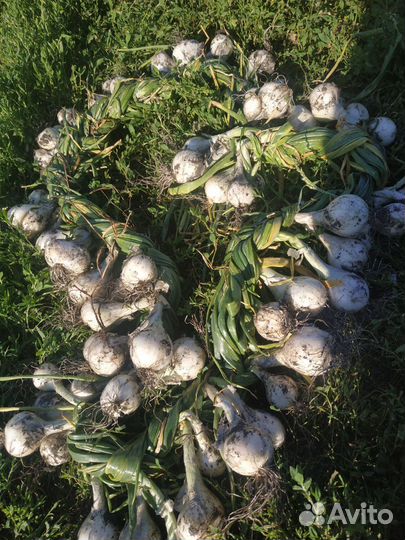 Лук семейный (шалот) несколько видов на семена