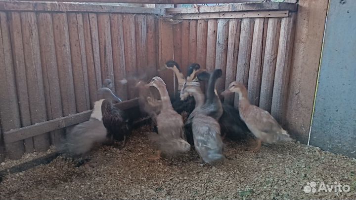 Куры утки петухи