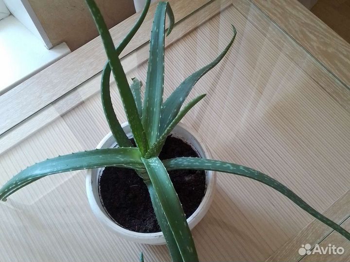 Алоэ лечебный