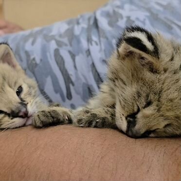 Саванна котёнок