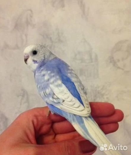 Волнистый попугай ручной