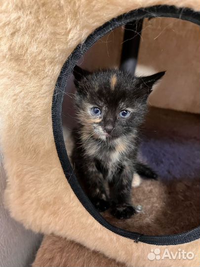 Котёнок девочка ищет дом